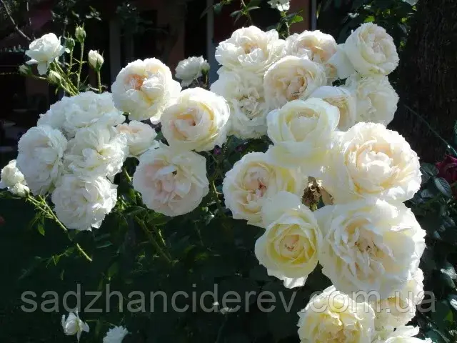 Саджанці троянд Мон Жарден е Ма Мезон Mon Jardin et Ma Maison