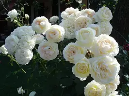 Саджанці троянд Мон Жарден е Ма Мезон Mon Jardin et Ma Maison