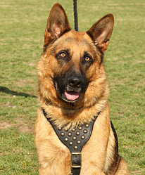 Прогулянкова шлейка з заклепками "Lockdog" розміри M L XL