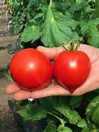 Насіння томату Скакун F1 10 насінин, фото 1