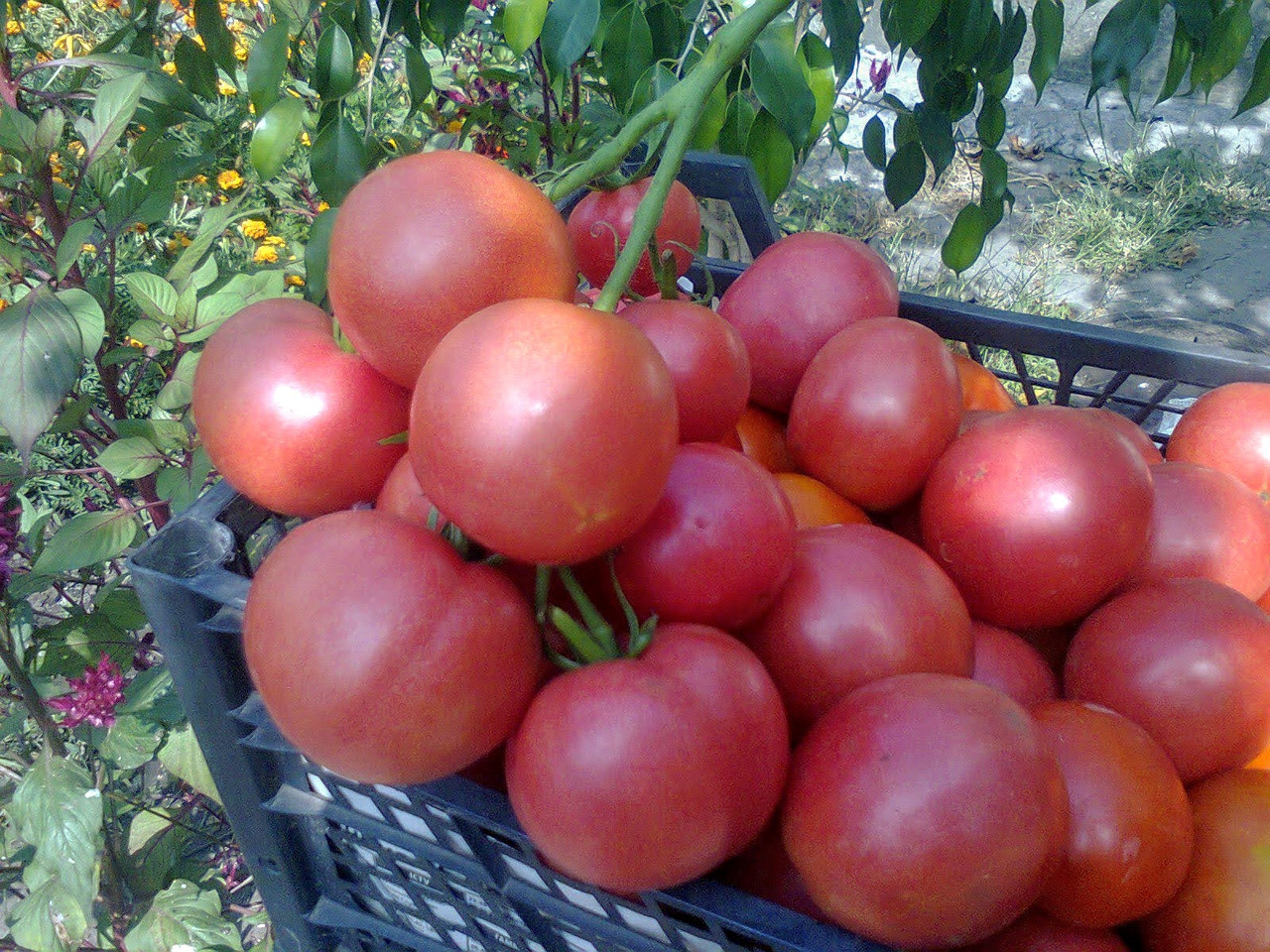 Насіння томату Рожеве захоплення F1 10 нас, фото 1