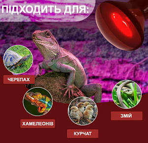 Інфрачервона нагрівальна лампа, Repti-Zoo Infrared Heat, 35W., фото 3