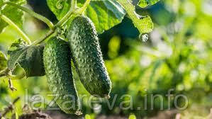 Насіння огірка Перемога F1 50 насінин, фото 1