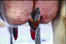 Йодотримувальний консервант заміни 3000ppn 20 кг