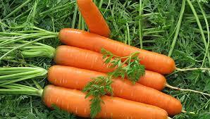 Насіння моркви Ніка 10 г, фото 1