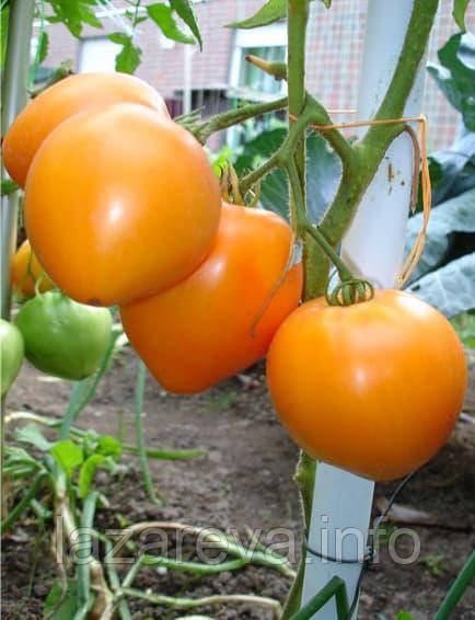 Насіння томату Гвардієць F1 10 нас, фото 1
