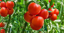 Насіння томату Київські зорі 30 насінин