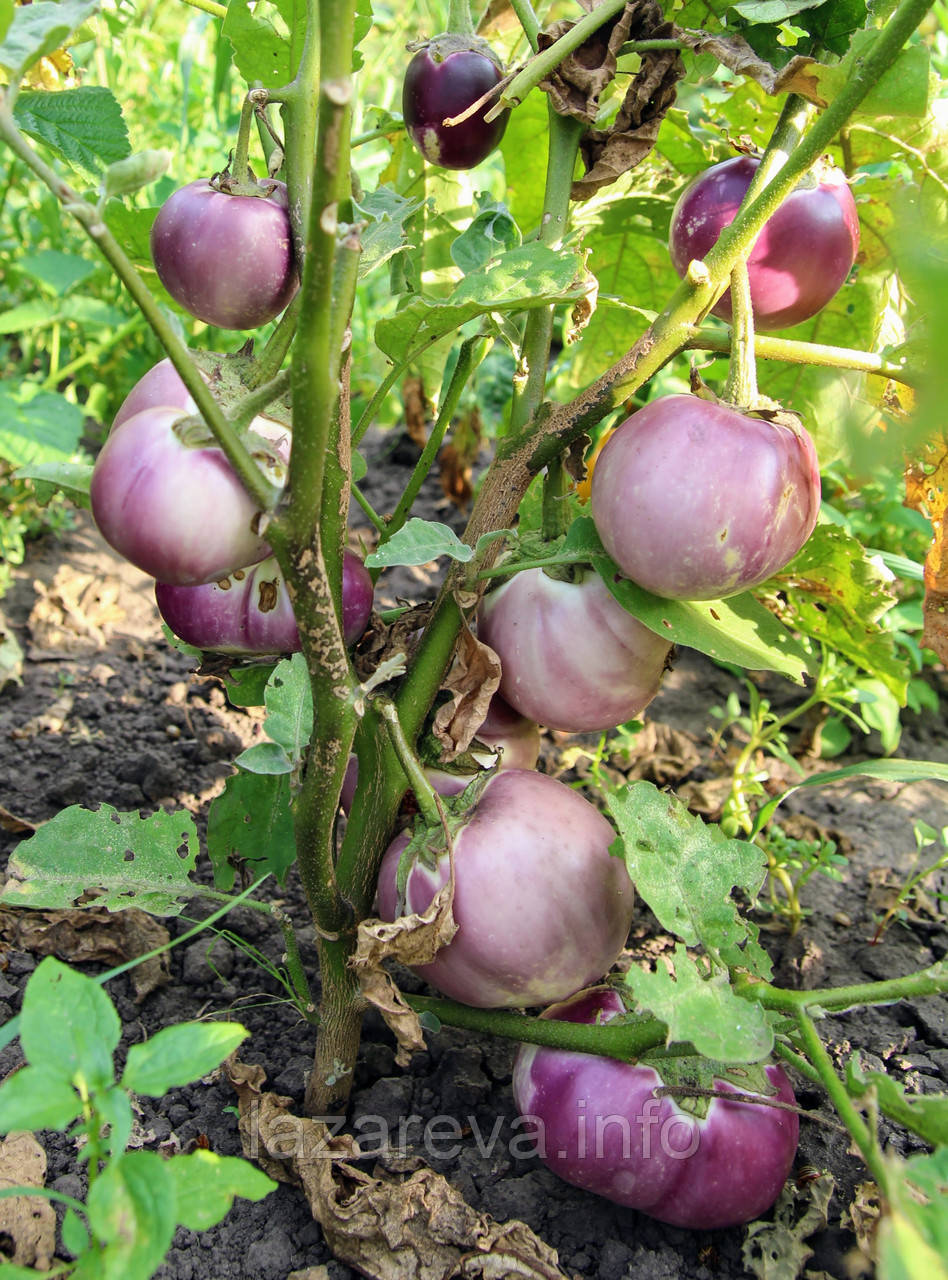 Насіння баклажана Італійський рожевий 30 насінин, фото 1