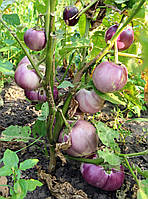 Насіння баклажана Італійський рожевий 30 насінин