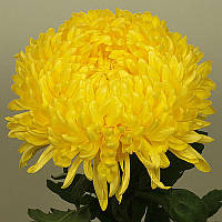 Хризантема Creamiest Golden (Креаміст Золотий) великоквіткова, розсада
