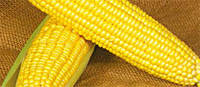 Семена кукурузы сахарной Оверленд F1 (100000семян), Syngenta, Швейцария