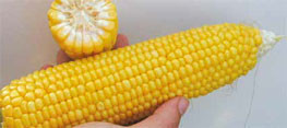 Насіння кукурудзи цукровоі, GSS 8529 F1, (100000семян), Syngenta, Швейцарія