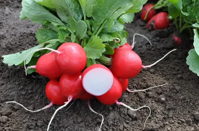 Насіння редису Лаурелла F1 (Laurella F1) Hazera 500гр