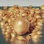 Лук Севок Радар 1 кг.