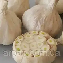 Часник посадковий "Знахар" Нідерланди (Головка) 1кг, фото 1