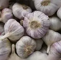 Озимий часник Любаша 1кг