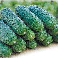 Чайковський F1 (250 нас.) насіння огірка Rijk Zwaan