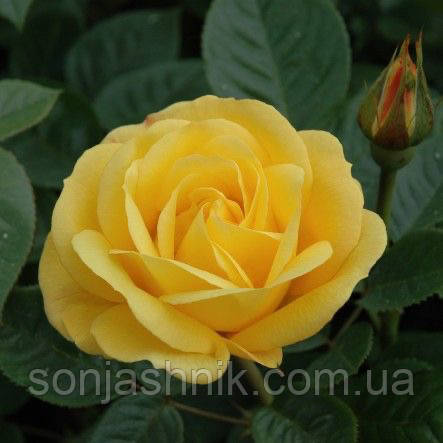 Троянда Arthur Bell (Артур Белл)