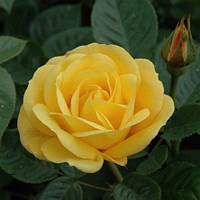 Троянда Arthur Bell (Артур Белл)