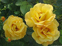 Троянда Arthur Bell (Артур Белл), фото 4