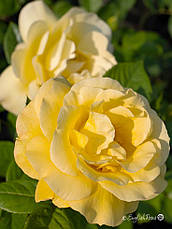 Троянда Arthur Bell (Артур Белл), фото 2