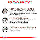 Royal Canin DOG Gastrointestinal для дорослих собак при гострих розладах ШКТ 2кг (від 12 місяців), фото 4