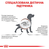 Royal Canin DOG Gastrointestinal для дорослих собак при гострих розладах ШКТ 2кг (від 12 місяців), фото 5