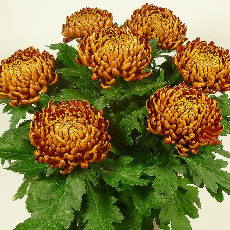 Хризантема Cocori (Кокорі) розсада, фото 1