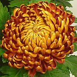 Хризантема Cocori (Кокорі) розсада, фото 2