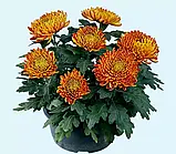 Хризантема Cocori (Кокорі) розсада, фото 3