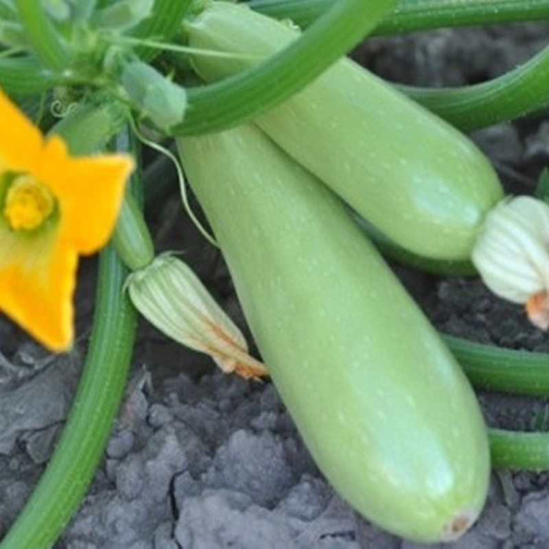 Насіння кабачка Міледі F1 7 нас, фото 1