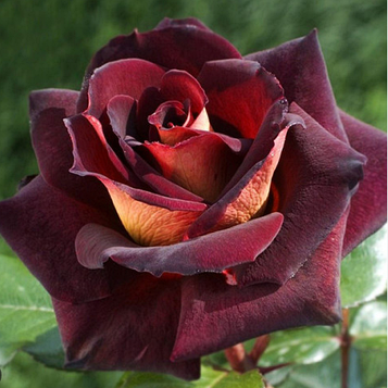 Троянда чайно-гібридна "Едді Мітчел"