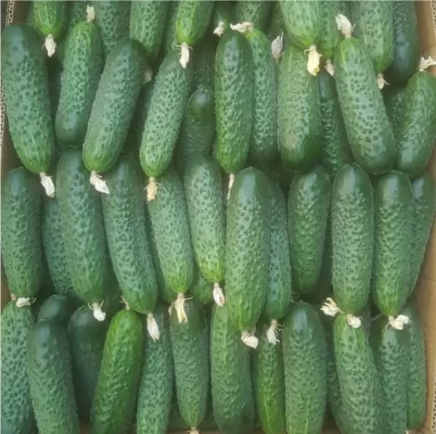 Кассіус F1 огірок 1000 нас. INNOVA SEEDS (США), фото 1