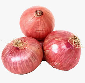 Цибуля сіянка Розанна озима 500 г фракція 10/21