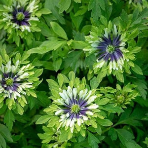 Анемона monstrosa