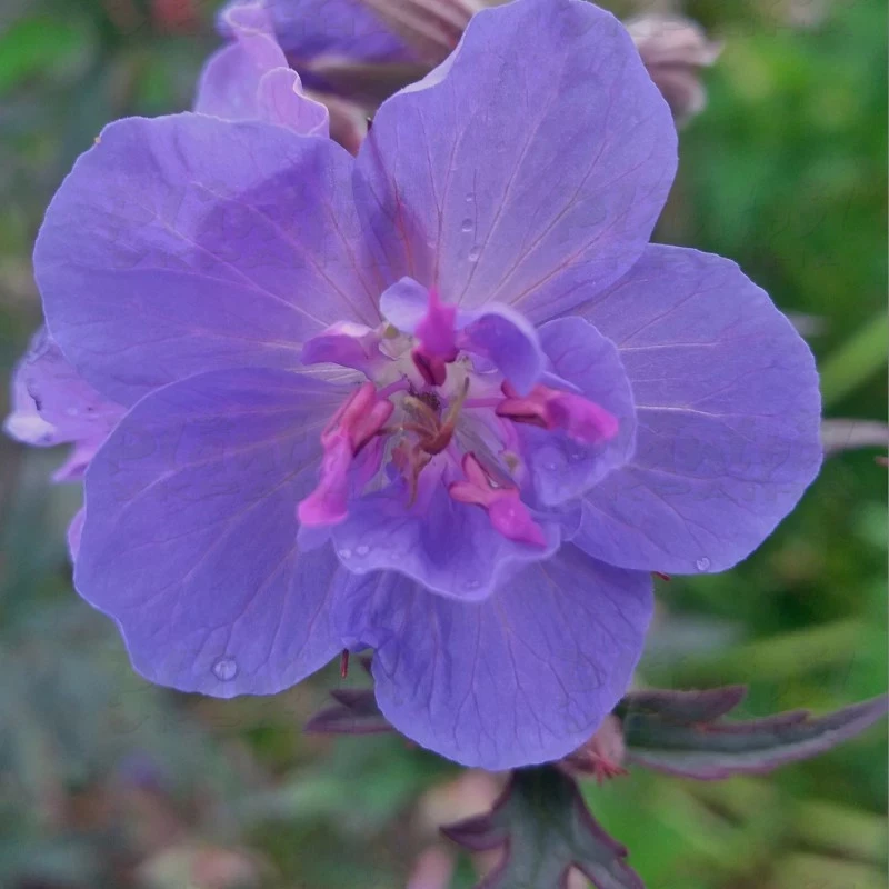 Geranium Storm Clouds