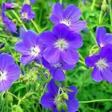 Geranium ренарда philippe vapelle
