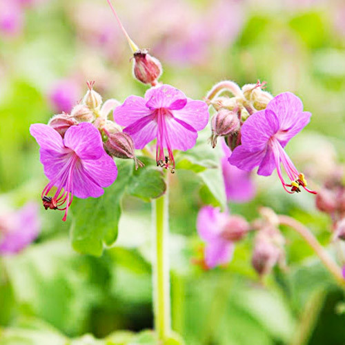 Geranium Macrorrhizum