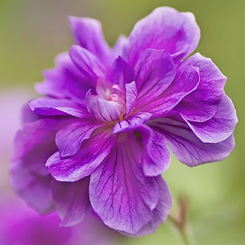 Geranium himalayense plenum