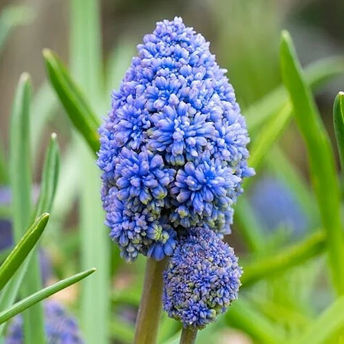 Мускарі Fantasy Creation, 7/8