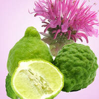 Gingered Bergamot №198, косметичний ароматизатор для мила, свічок, косметики ручної роботи, США, ваніль 0%