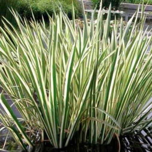 Acorus variegatus, фото 1