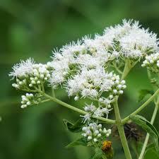 Eupatorium angustifolium