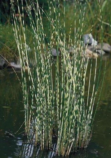 Комиш варіегатний, фото 1