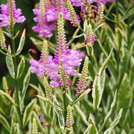 Physostegia virginiana variegata