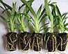 Набір для пророщування Propagation Kit 104 комірки, фото 7