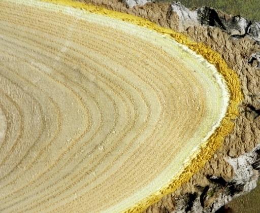 Деревина оксамиту амурського
