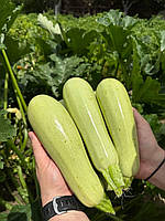 Рішар INX 1423 F1 кабачок 1000 нас. INNOVA SEEDS