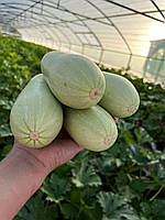 Ренди INX 5286 F1 кабачок 1000 нас. INNOVA SEEDS