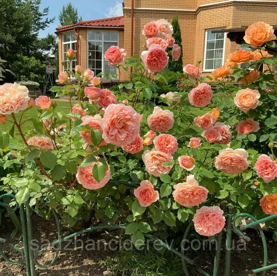 Саджанці троянд Абрахам Дербі (Abraham Darby, Абрахам Дерби)